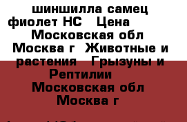 шиншилла самец фиолет НС › Цена ­ 2 500 - Московская обл., Москва г. Животные и растения » Грызуны и Рептилии   . Московская обл.,Москва г.